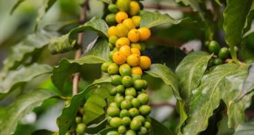 coffee tree2