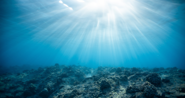 Bleached coral underwater